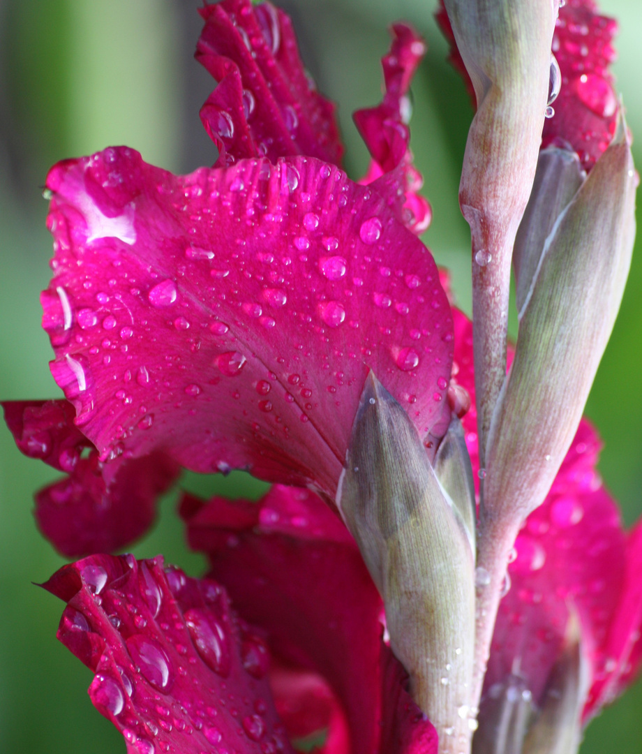 Gladiole