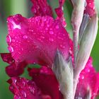 Gladiole