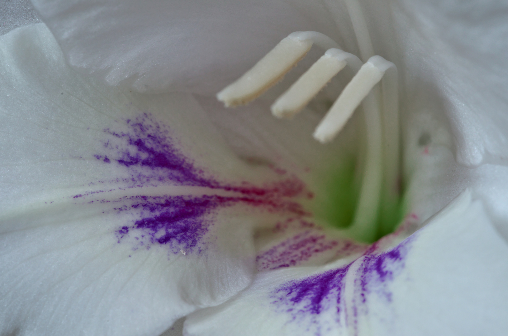 Gladiole 1