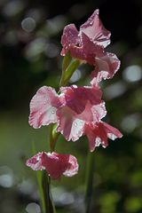 Gladiole 1