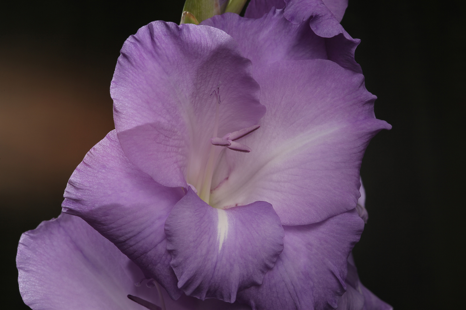 Gladiole 1