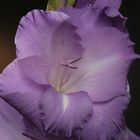 Gladiole 1