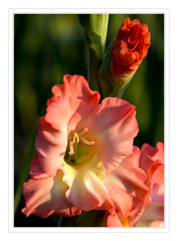 Gladiole 1