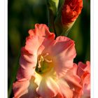 Gladiole 1