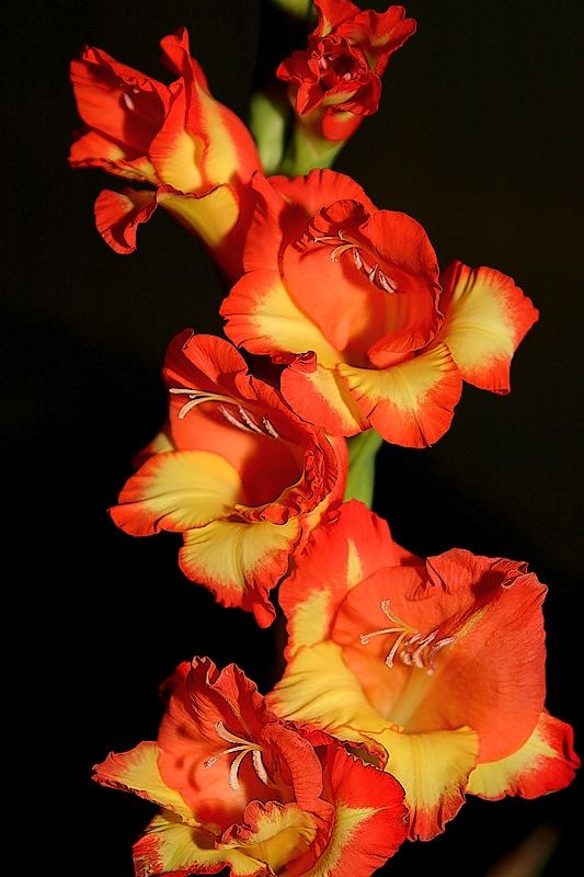 Gladiole 1