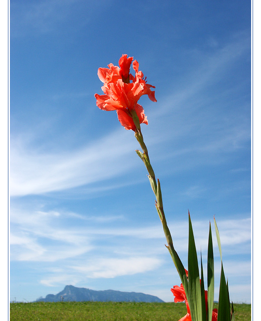 ~ Gladiole ~