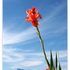 ~ Gladiole ~