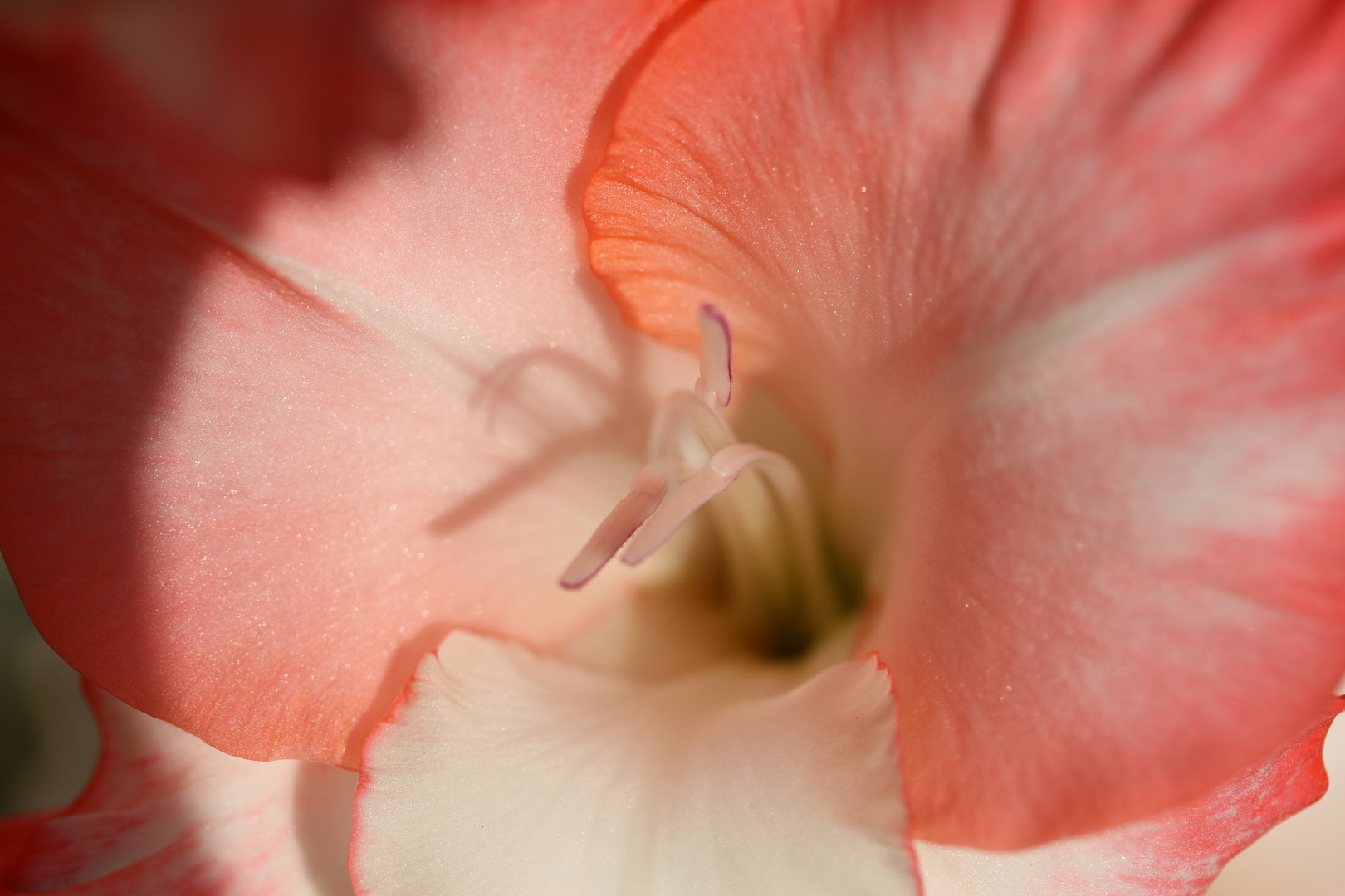 Gladiole