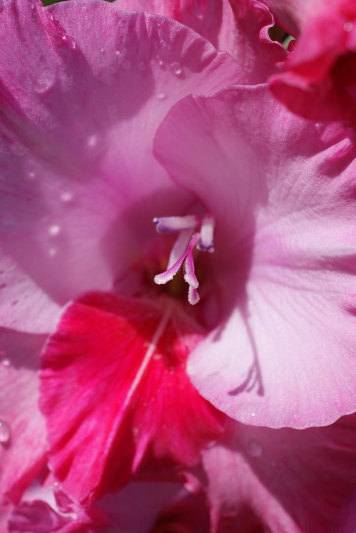 Gladiole