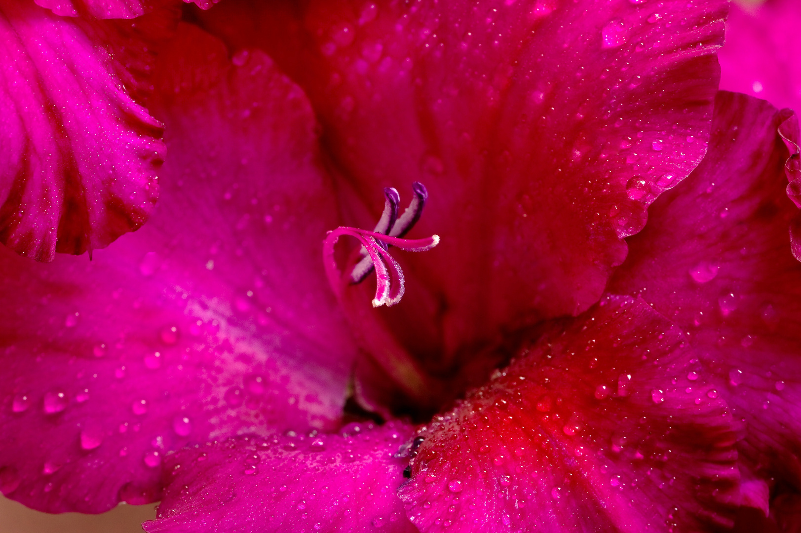 Gladiole