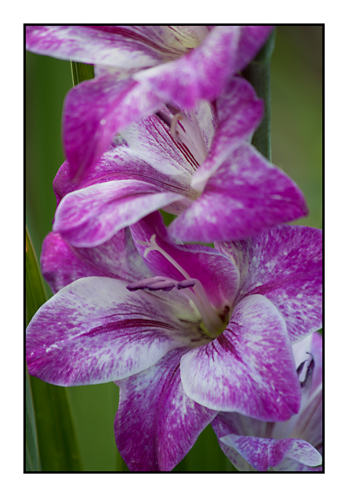 Gladiole