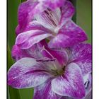 Gladiole