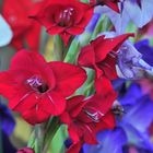 Gladiole 2