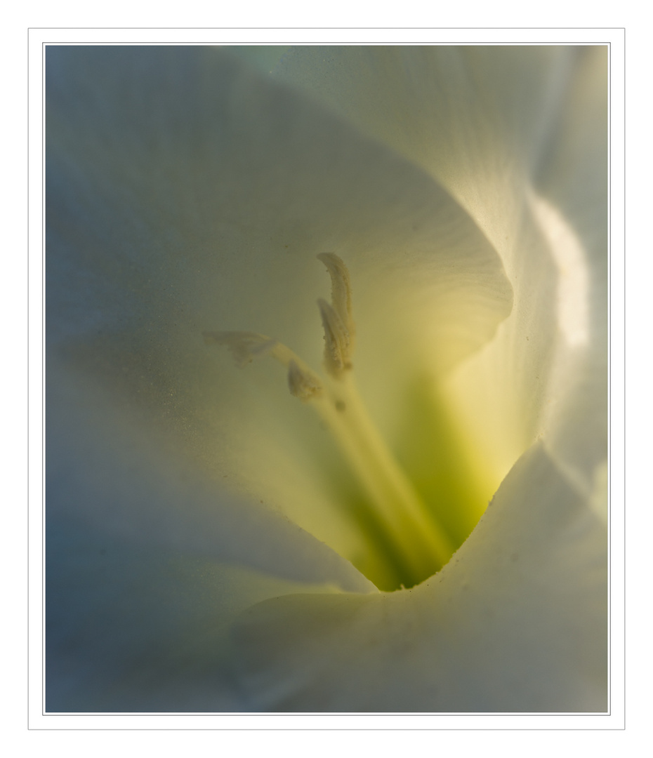 Gladiole 2