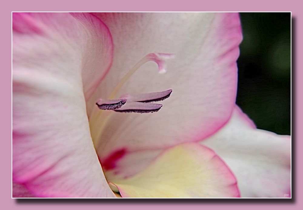 GLADIOLE # 2