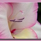 GLADIOLE # 2