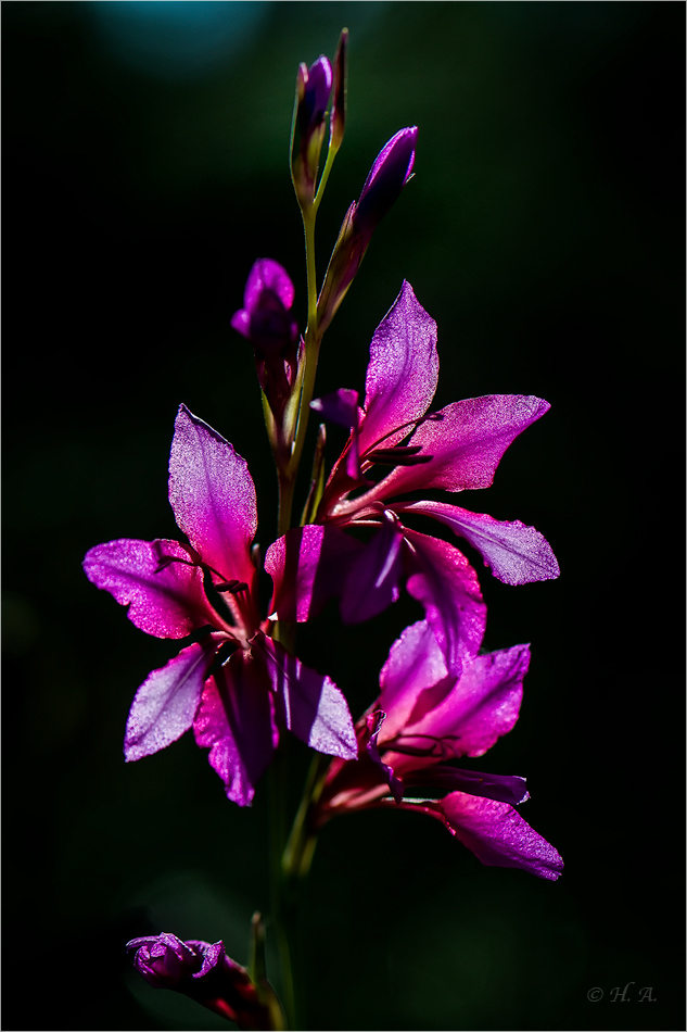 Gladiole