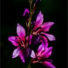 Gladiole