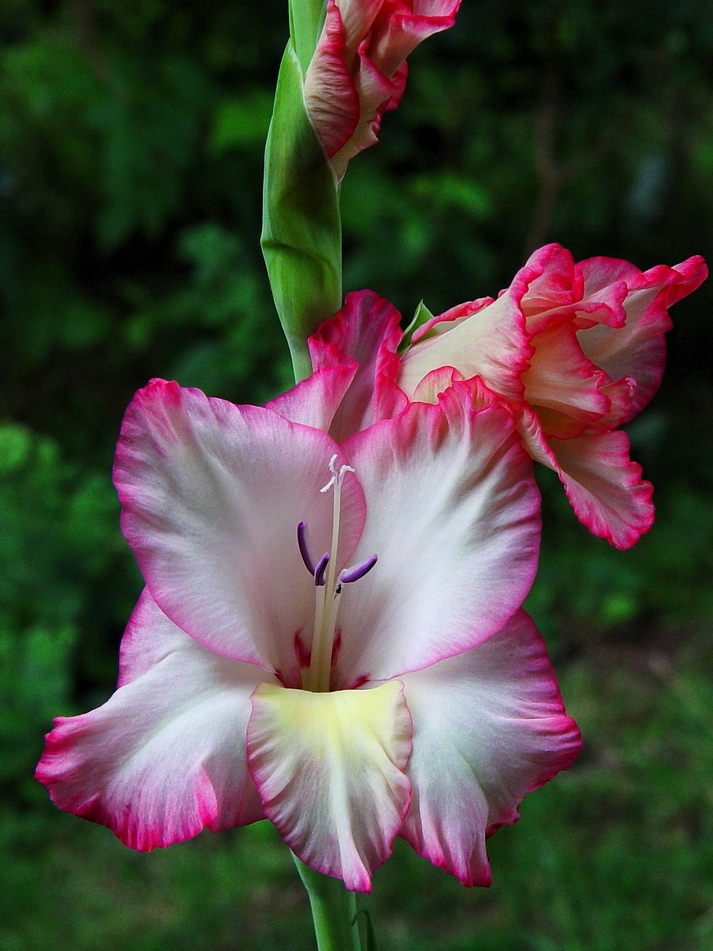 Gladiole von Karl-Heinz H. 