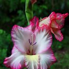 Gladiole