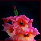 Gladiole