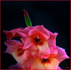 Gladiole