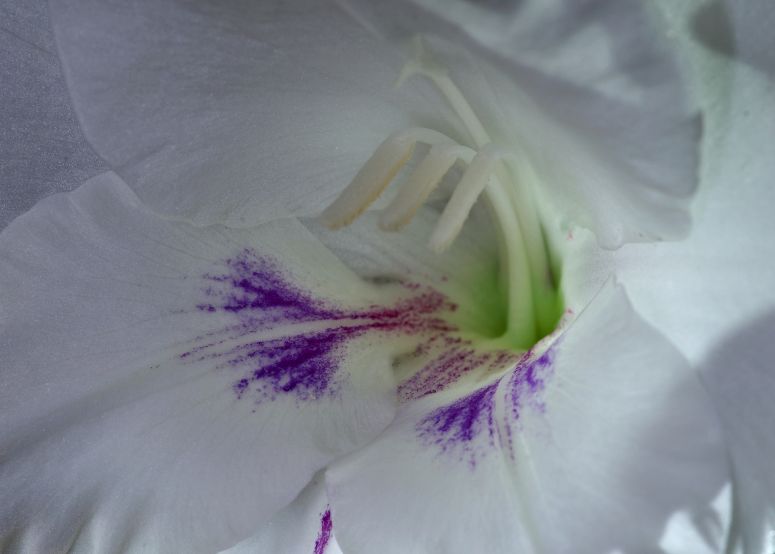 Gladiole 3