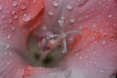 Gladiole