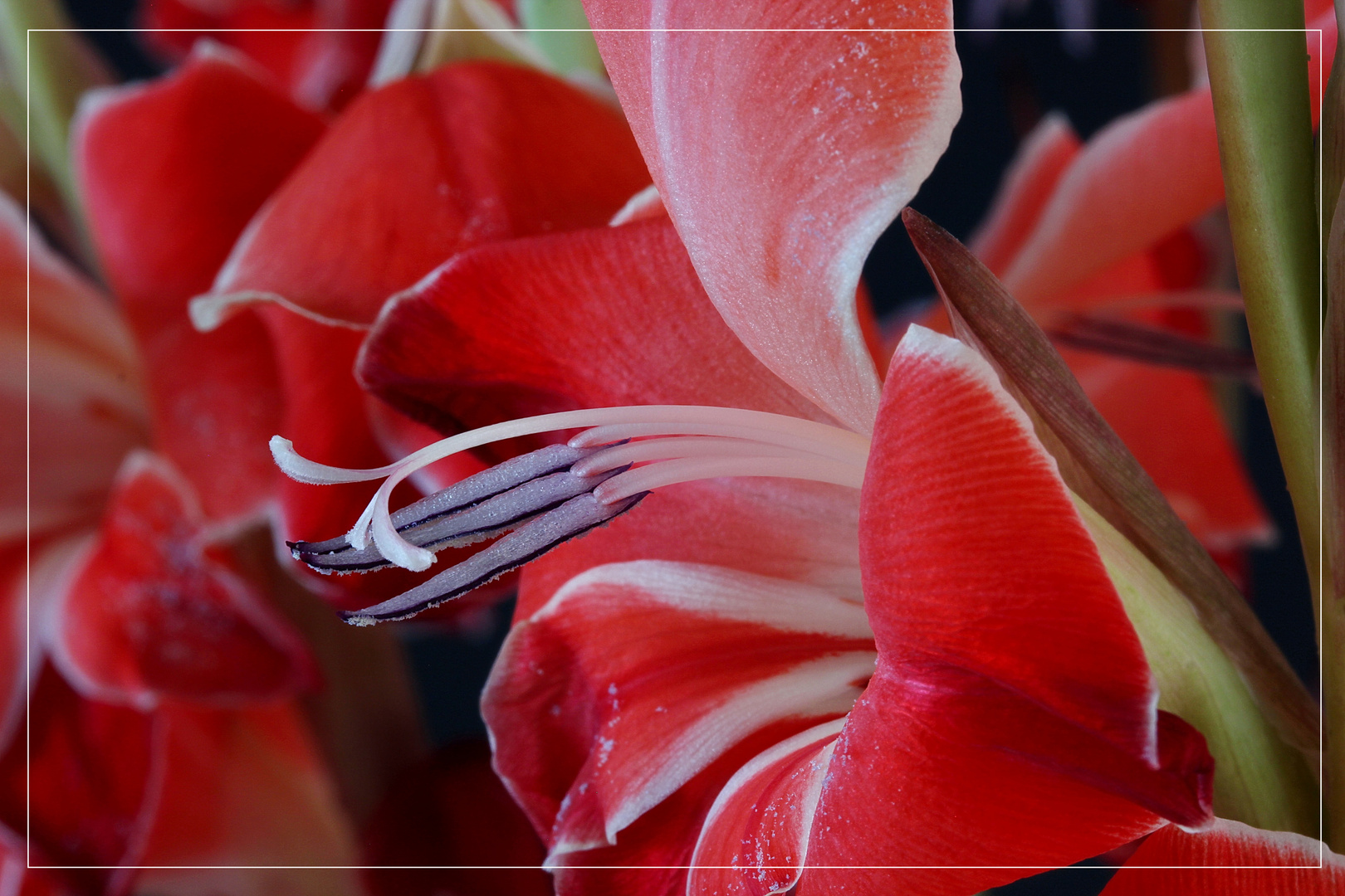 Gladiole