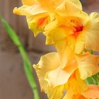 Gladiole