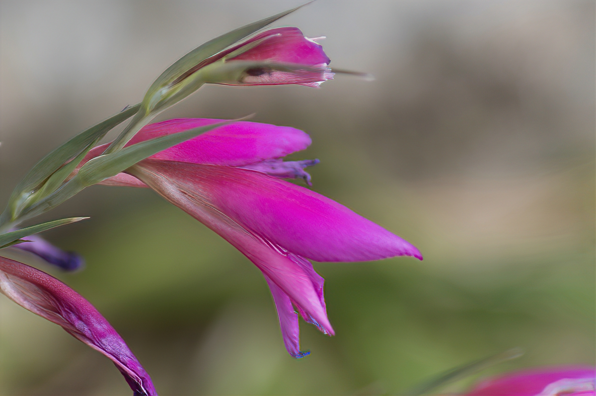 Gladiole