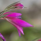 Gladiole