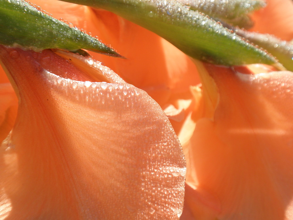 Gladiole