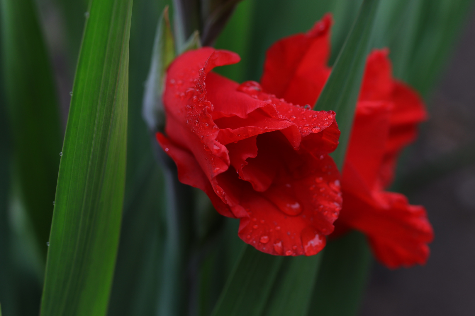 Gladiole--