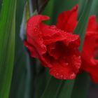 Gladiole--