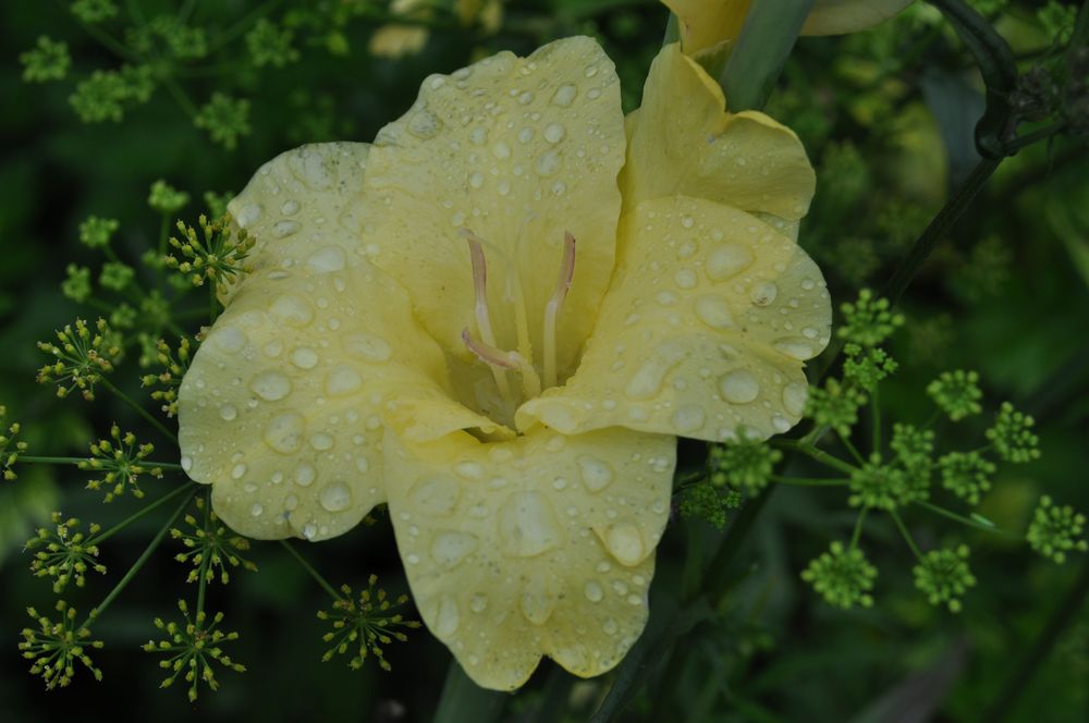 Gladiole...