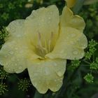 Gladiole...