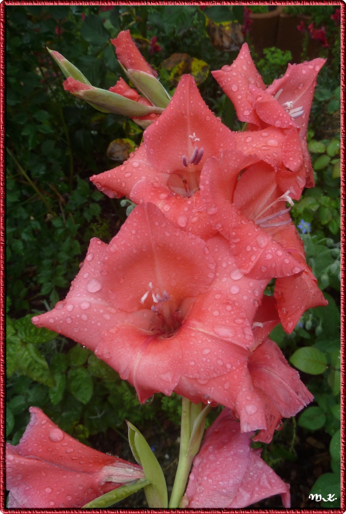 Gladiole