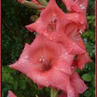 Gladiole