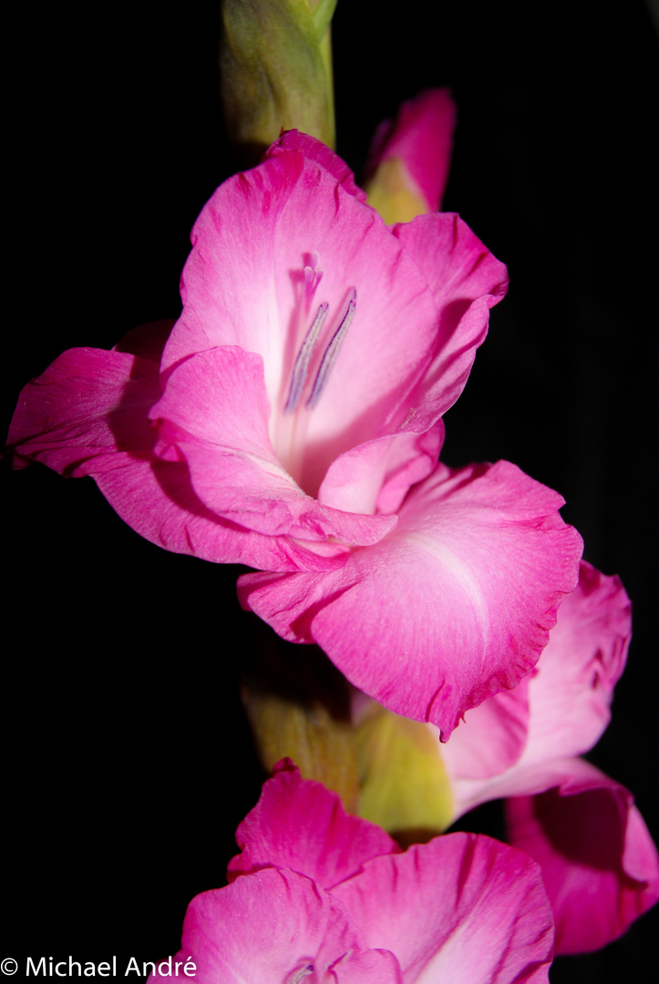 Gladiole