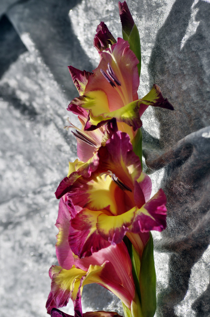 Gladiole