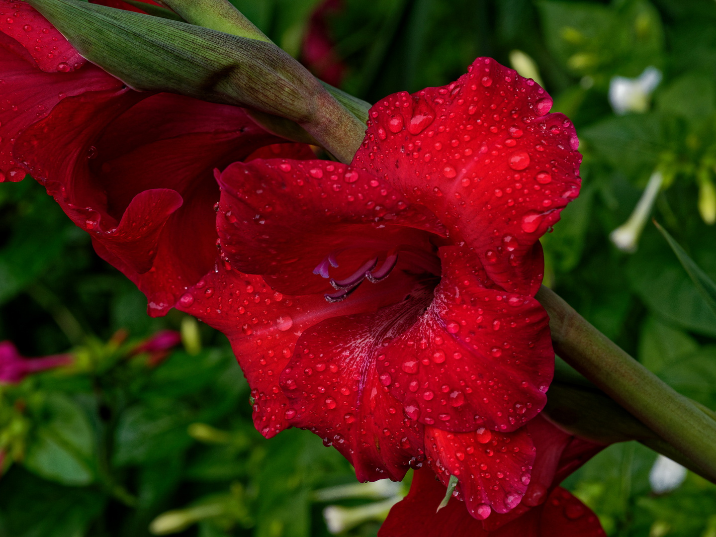 Gladiole 