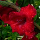 Gladiole 