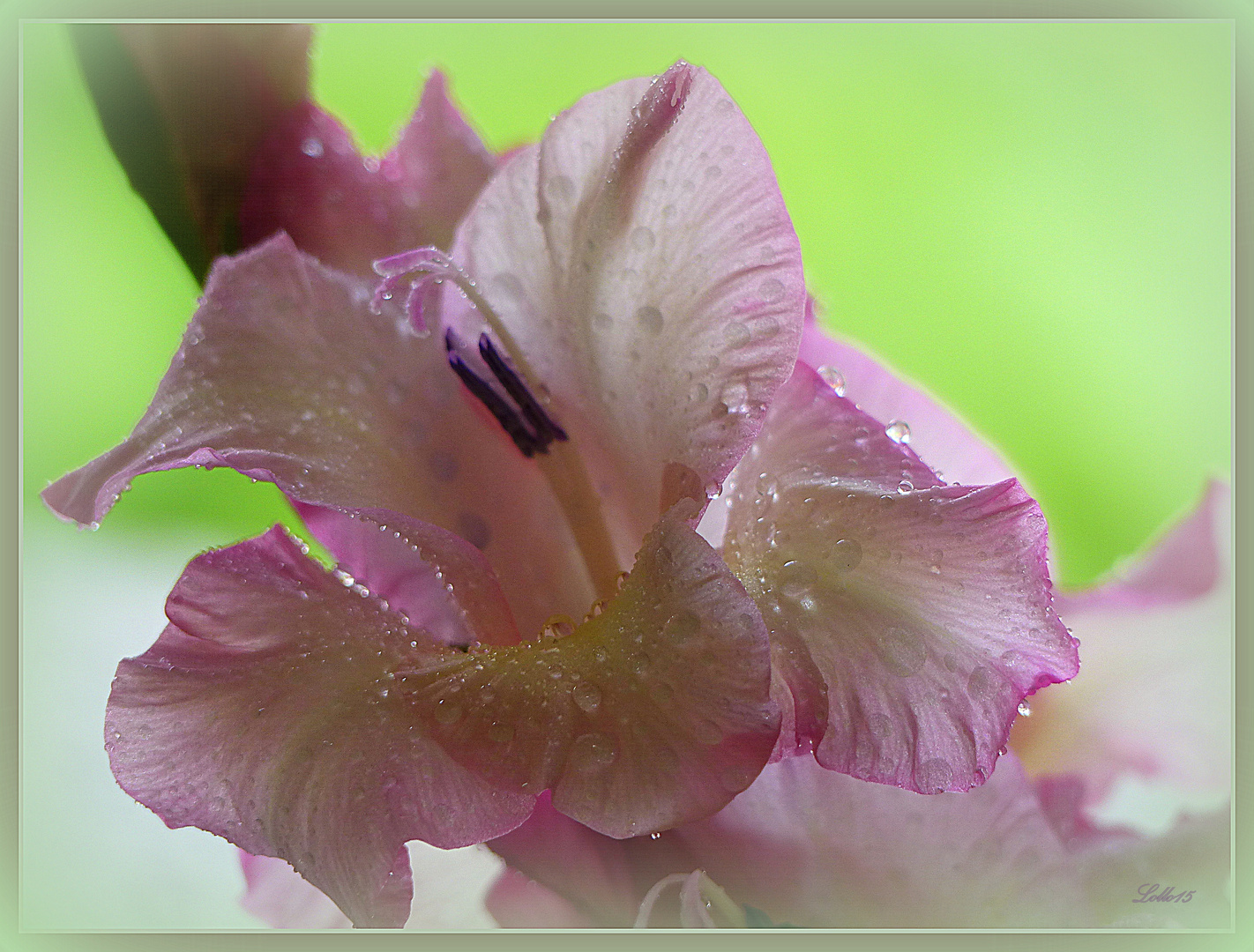 Gladiole ...