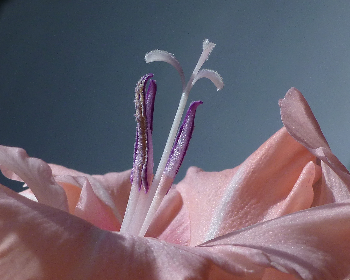 Gladiole