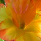 Gladiole