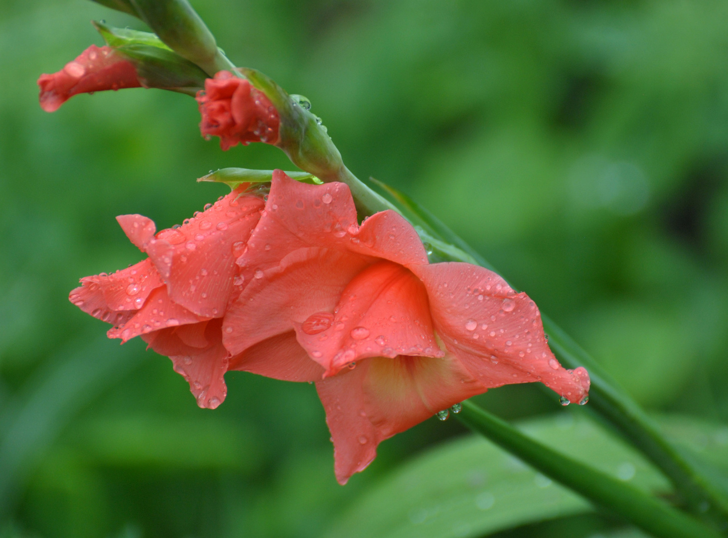 Gladiole