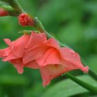 Gladiole