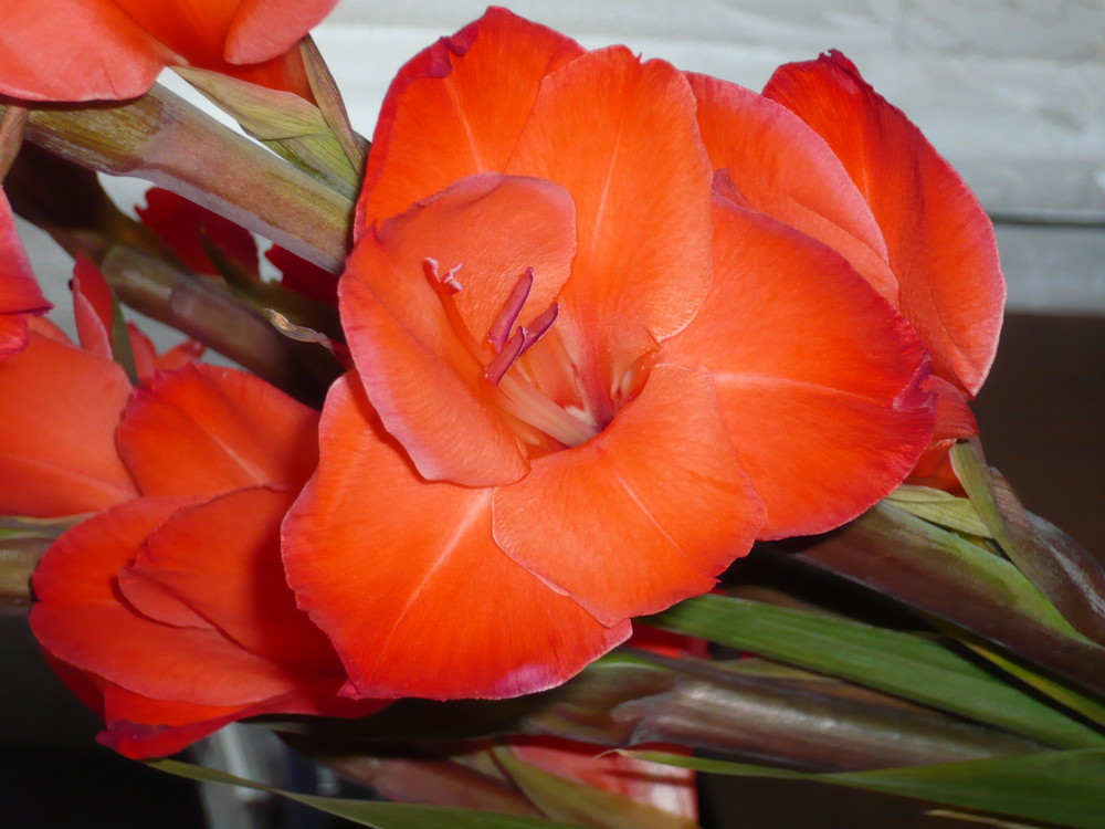 Gladiole