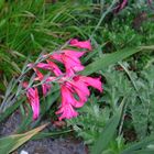 Gladiole